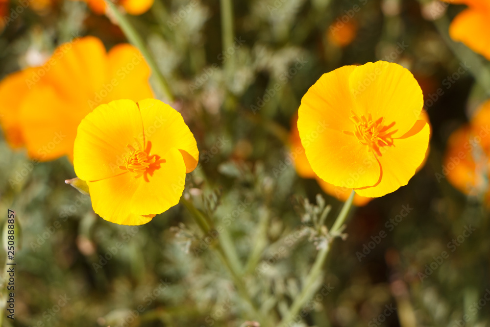 Orange flowers of California poppy in a garden during summer