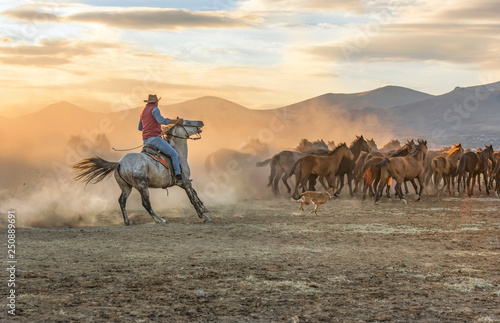 the cowboy who runs a herd of wild horses photo