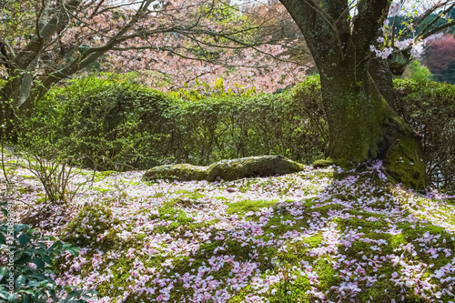庭に散った桜の花びら © taiyosun