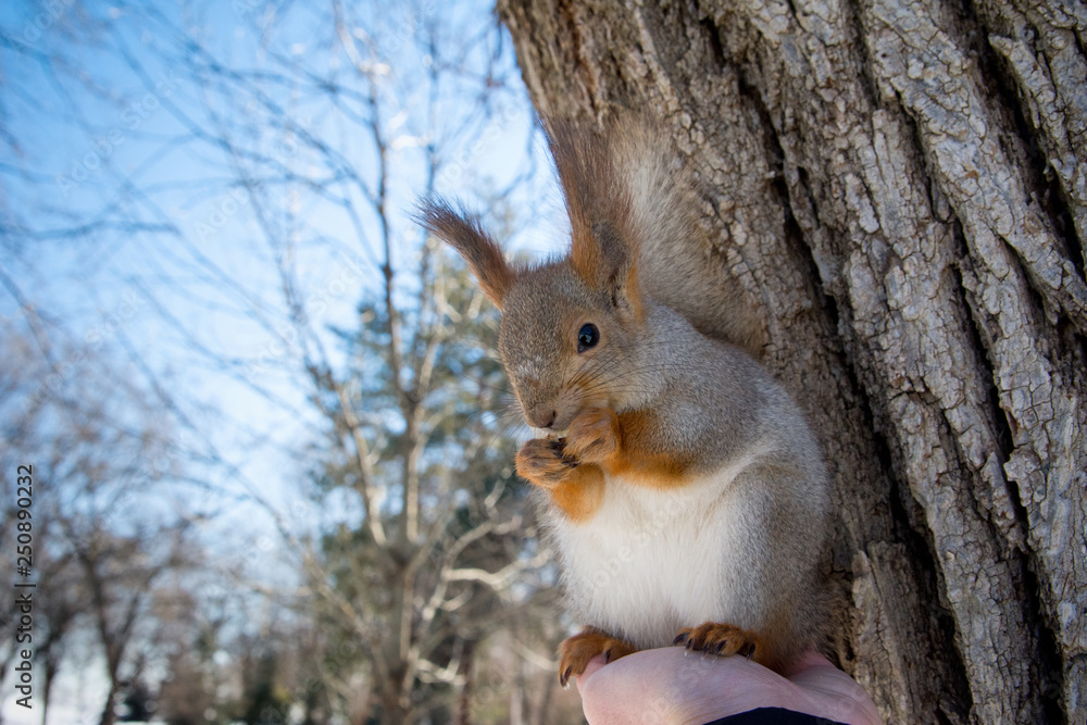 Red Eurasian squirrel sitting on his hand. Walk in the Park in winter. Red Eurasian squirrel sitting on his hand. Walk in the Park in winter.