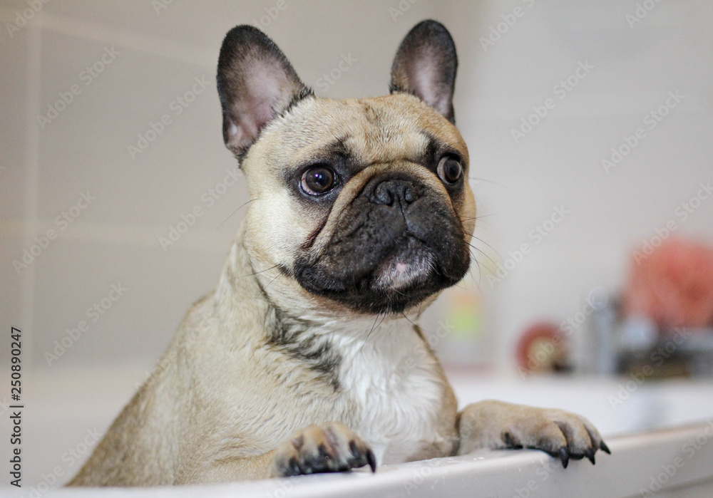 French bulldog in bath