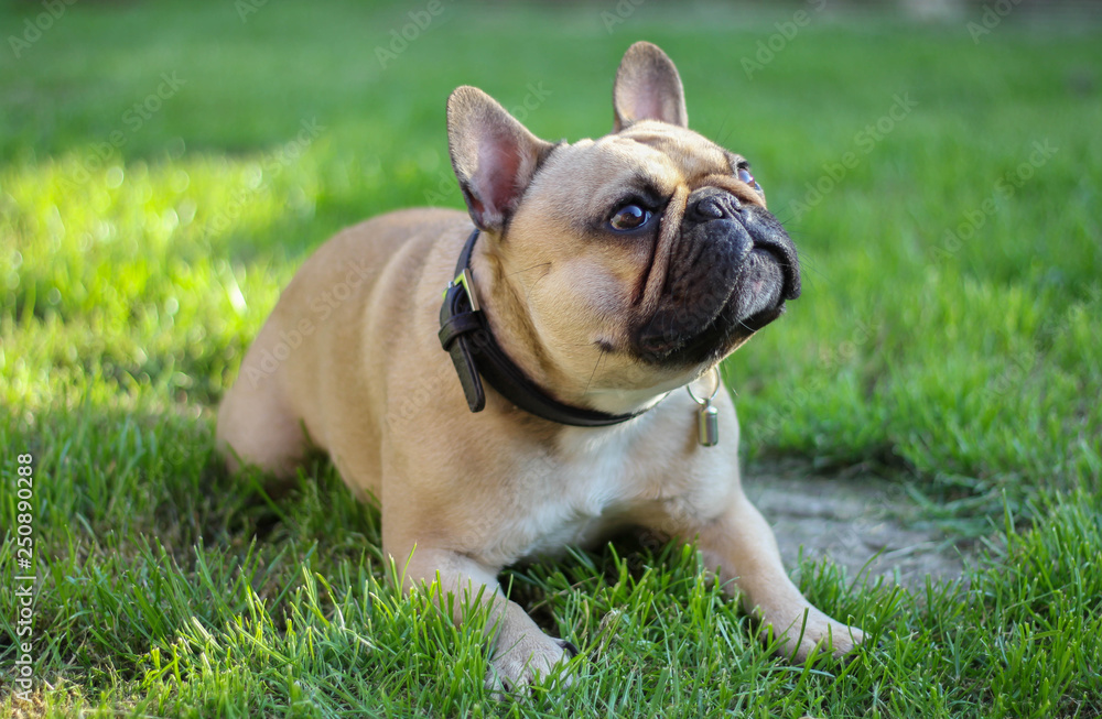 French bulldog in grass