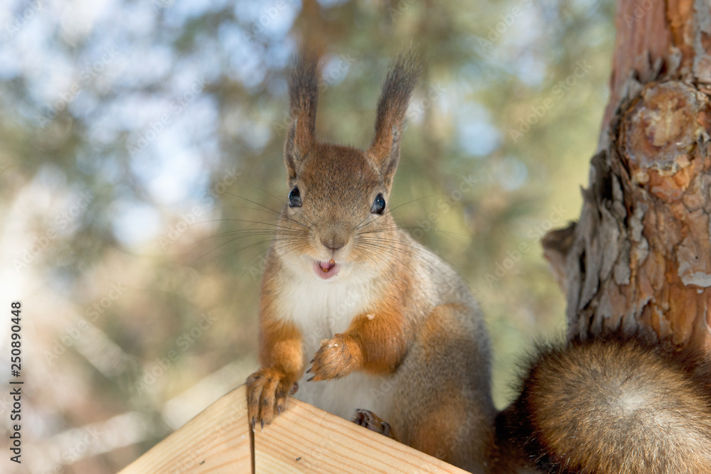 Fototapeta premium Red Eurasian squirrel sitting on a feeder in the winter Park. Walk in the Park in winter.