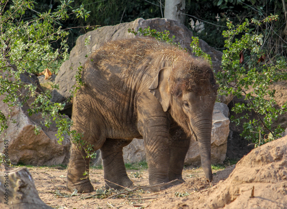 Obraz premium Cute Baby Elephant