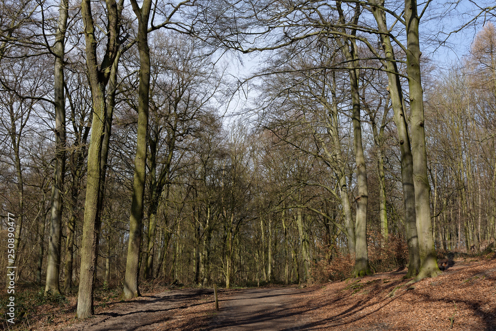 Laubwald im Winter, Naturschutzgebiet Hülser Berg, Krefeld, NRW, Deutschland Laubwald im Winter, Naturschutzgebiet Hülser Berg, Krefeld, NRW, Deutschland
