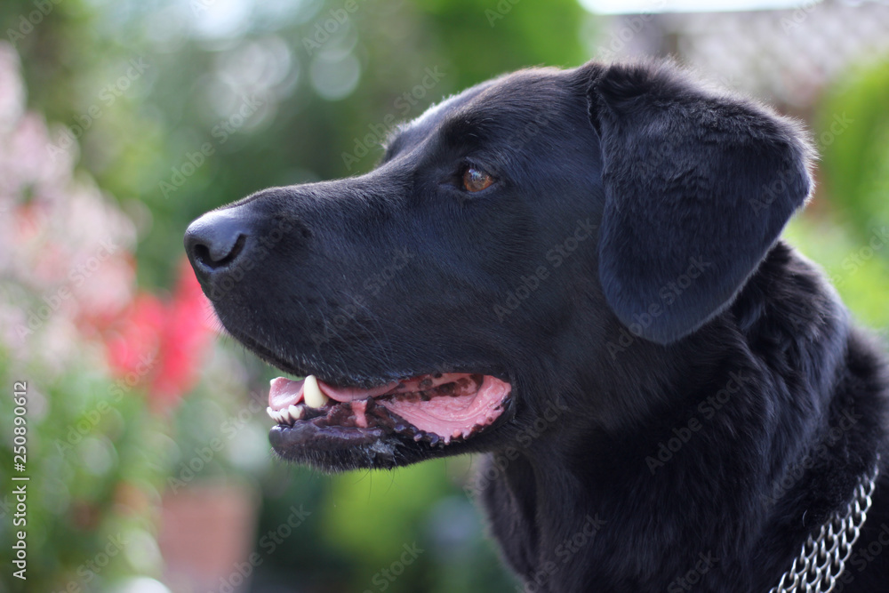 Black Labrador Collie dog closeup Profile