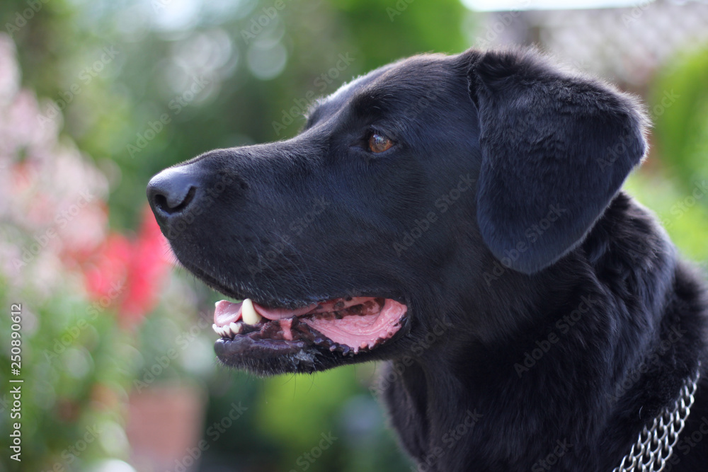 Black Labrador Collie dog closeup Profile Black Labrador Collie dog closeup Profile