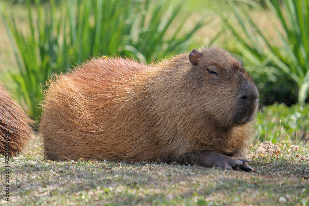 capybara laying on grass