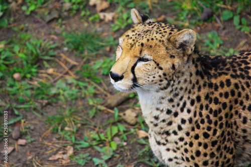 Cheetah from above