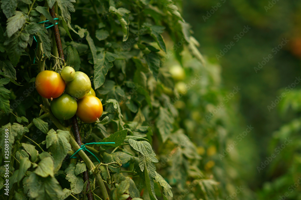 Very lush autumn tomatoes in the garden of the Varlaam monastery in Meteora