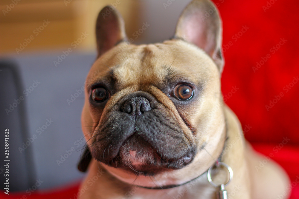 French Bulldog on red blanket