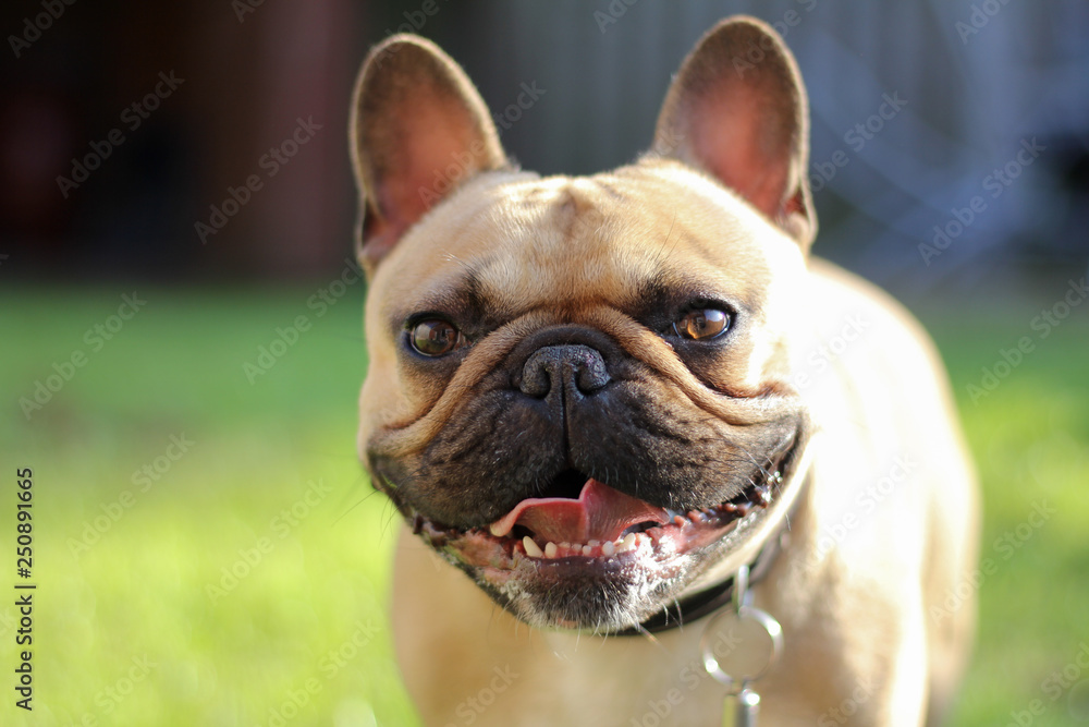 Healthy French Bulldog in garden with tongue out