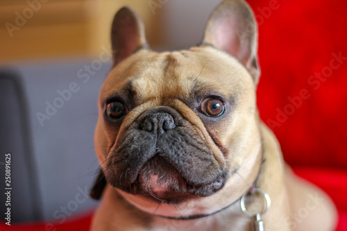 French Bulldog on red blanket © Vantage