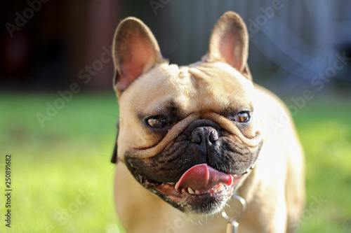 Cheeky French Bulldog in garden with tongue out