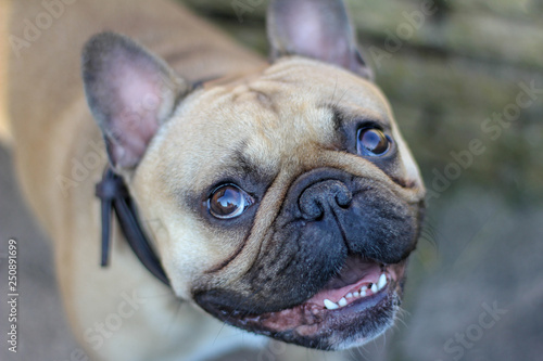 Happy French Bulldog looking up at owner smiling