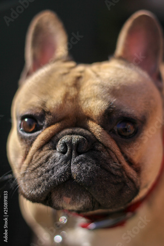 French Bulldog Close Up © Vantage