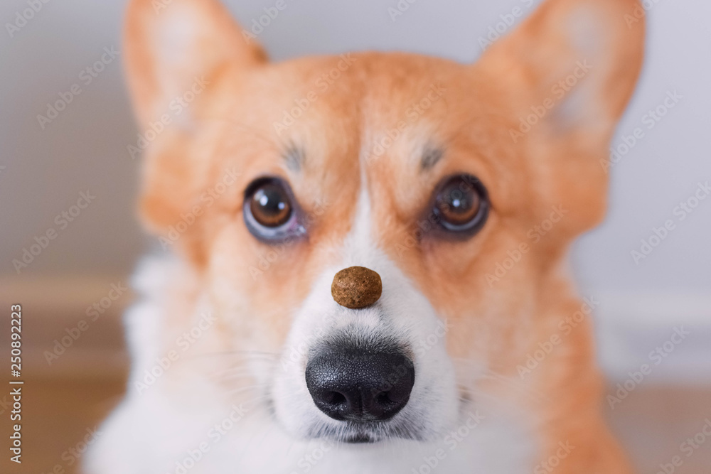 Welsh corgi pembroke dog with a piece of dog dry food formula on its nose Welsh corgi pembroke dog with a piece of dog dry food formula on its nose