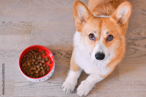 red welsh corgi pembroke dog next to the dog bowl full of dog dry food, kibble formula, looking hungry and like begging for food