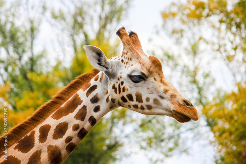giraffe profile © Vantage