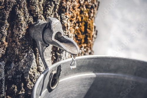 Collecting sap from a tree to produce maple syrup Fototapet