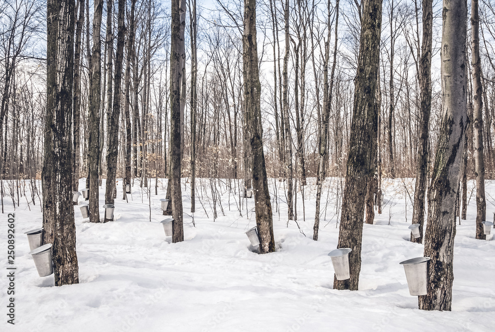 Maple syrup season in rural Canada Maple syrup season in rural Canada