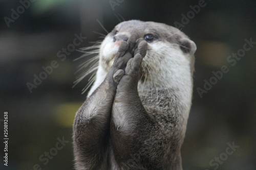 Otter playing