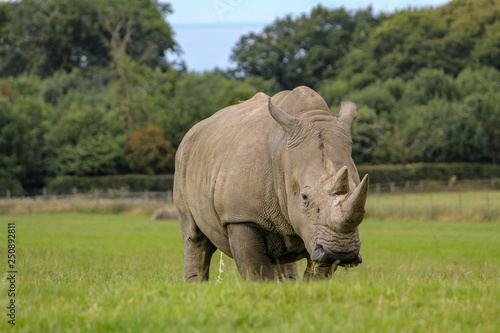Large Rhino in Grass