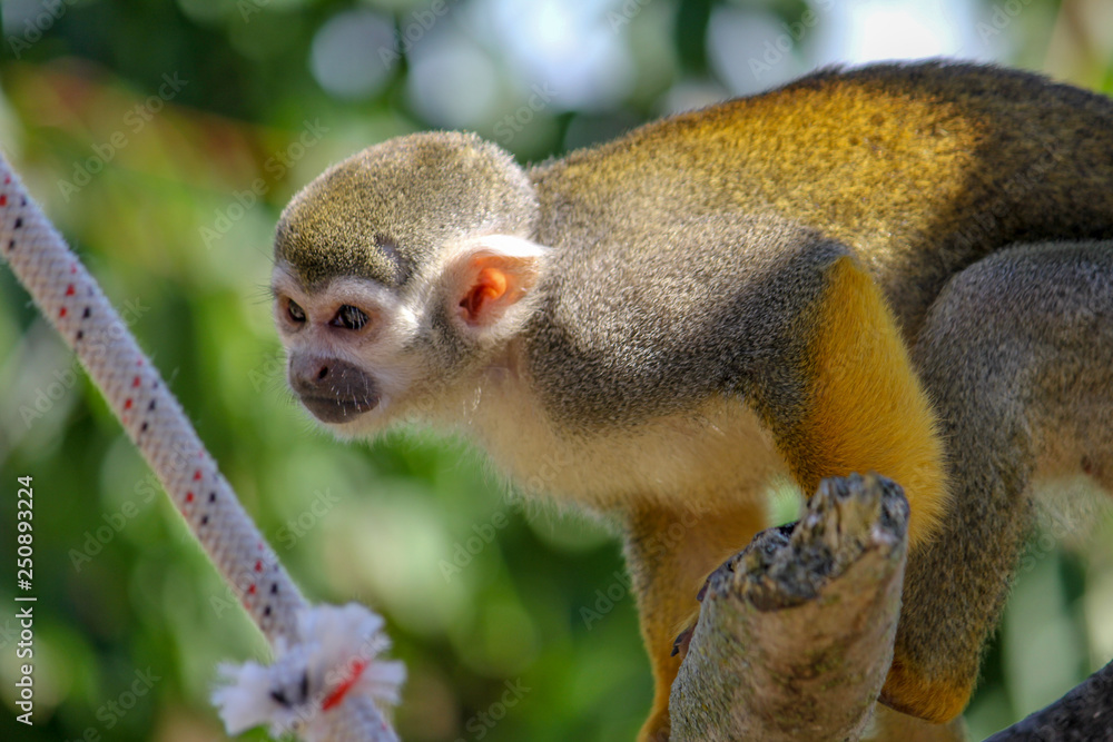 Obraz premium Squirrel Monkey Playing