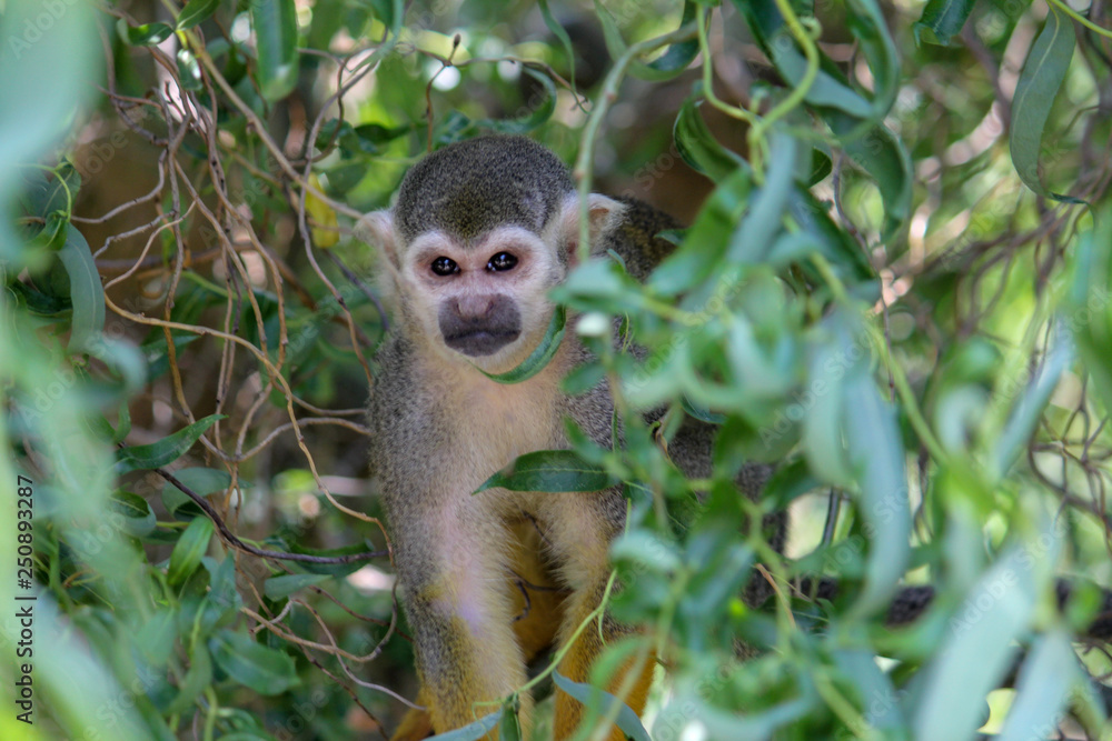 Obraz premium Squirrel Monkey Waiting