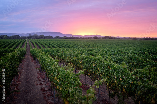 Photo Sunrise over a Pinot Noir Vineyard