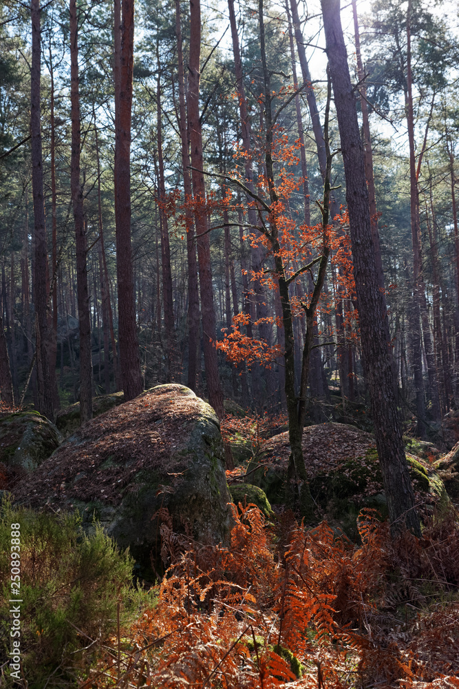 Fototapeta premium Gorges du houx hiking trail in Fontainebleau forest