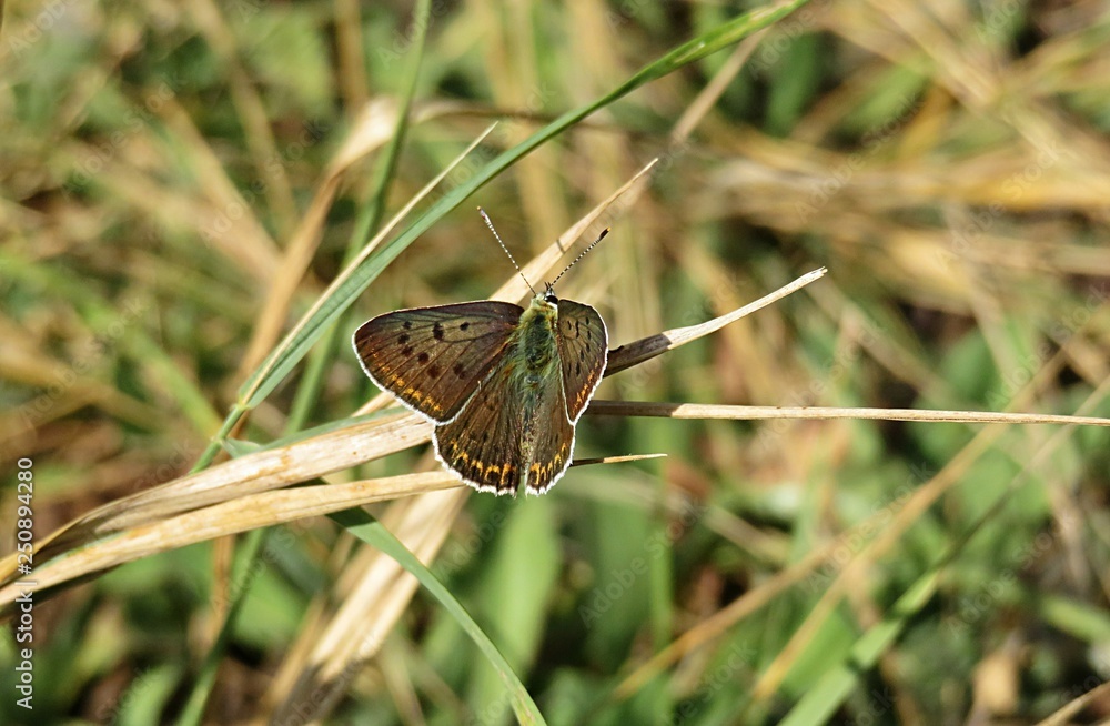 Obraz premium Beautiful polyommatus butterfly on grass background in the meadow, closeup