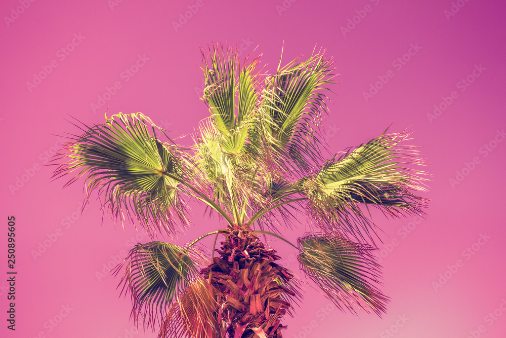 The top of a palm tree against a pink sunset sky