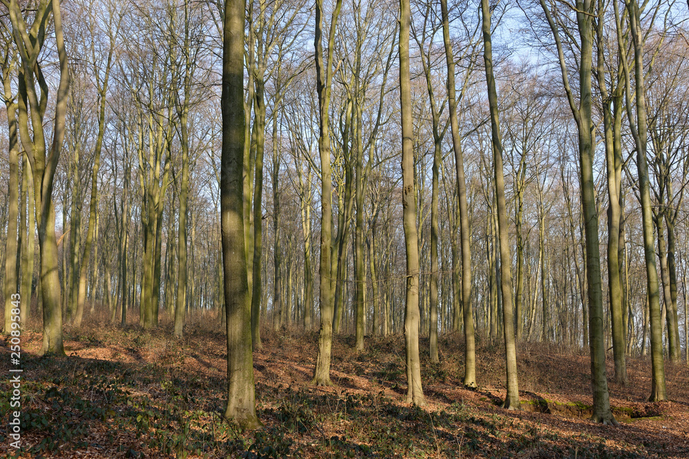 Laubwald im Winter, Naturschutzgebiet Hülser Berg, Krefeld, NRW, Deutschland Laubwald im Winter, Naturschutzgebiet Hülser Berg, Krefeld, NRW, Deutschland