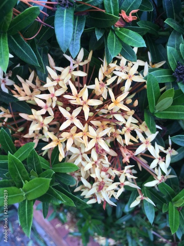 flor2