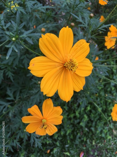 flor3