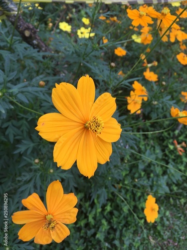 flor4