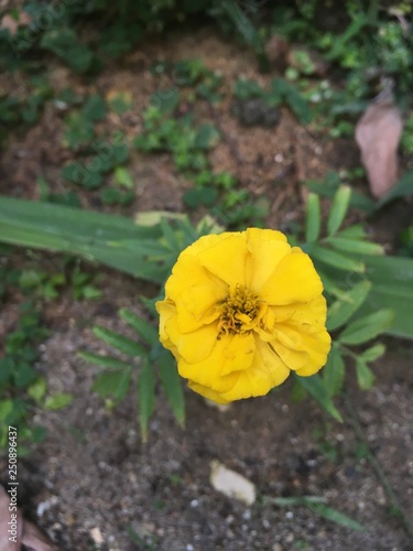 flor