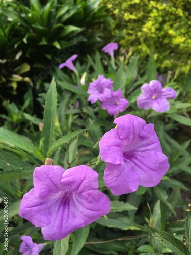flores