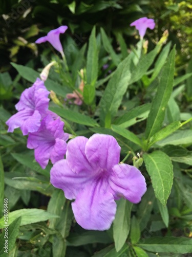 flores