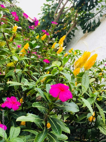 flores7