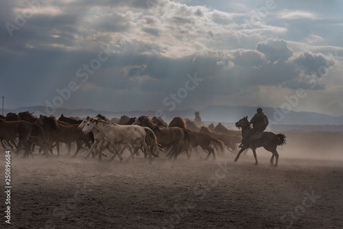 the old horses run out of dust in smoke © dolkan