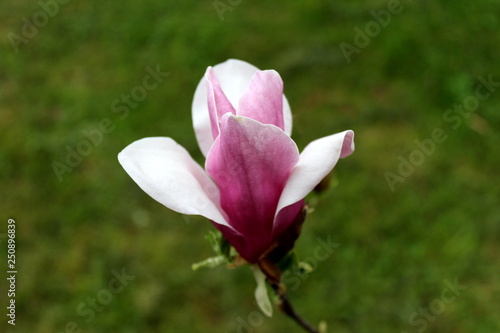 Magnolia flowering plant with fully open white purple flower petals planted in local garden with green grass in background on warm sunny day