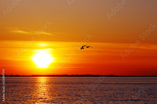 Silhouettes of two seagulls flying together with the beautiful sunset in background.