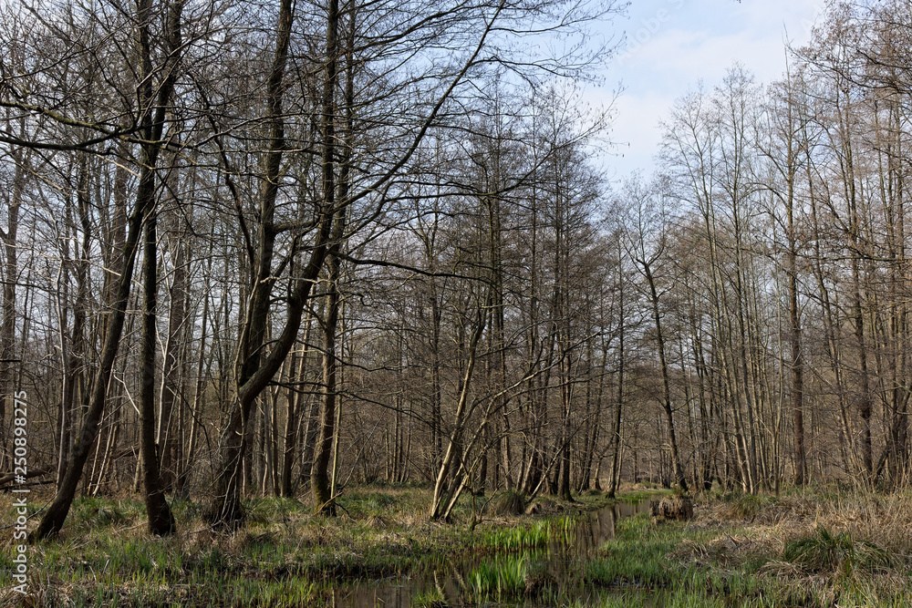 Erlen-Bruchwald, Naturschutzgebiet Hülser Bruch, Krefeld, NRW, Deutschland Erlen-Bruchwald, Naturschutzgebiet Hülser Bruch, Krefeld, NRW, Deutschland