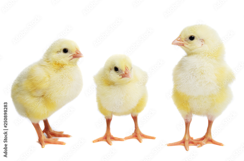 Newborn three little easter chicks isolated on white background