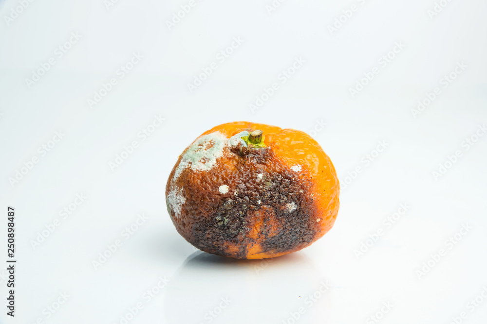 Tangerines with mold. Aspergillus. Penicillium. Spoiled