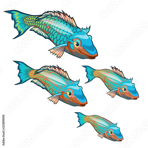 The growth stage of fancy fish with colorful scales isolated on a white background. Cartoon vector close-up illustration.