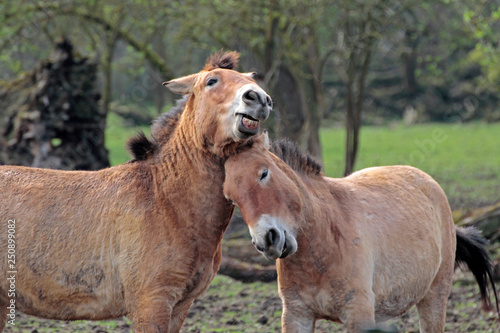 Pferde Zuneigung
