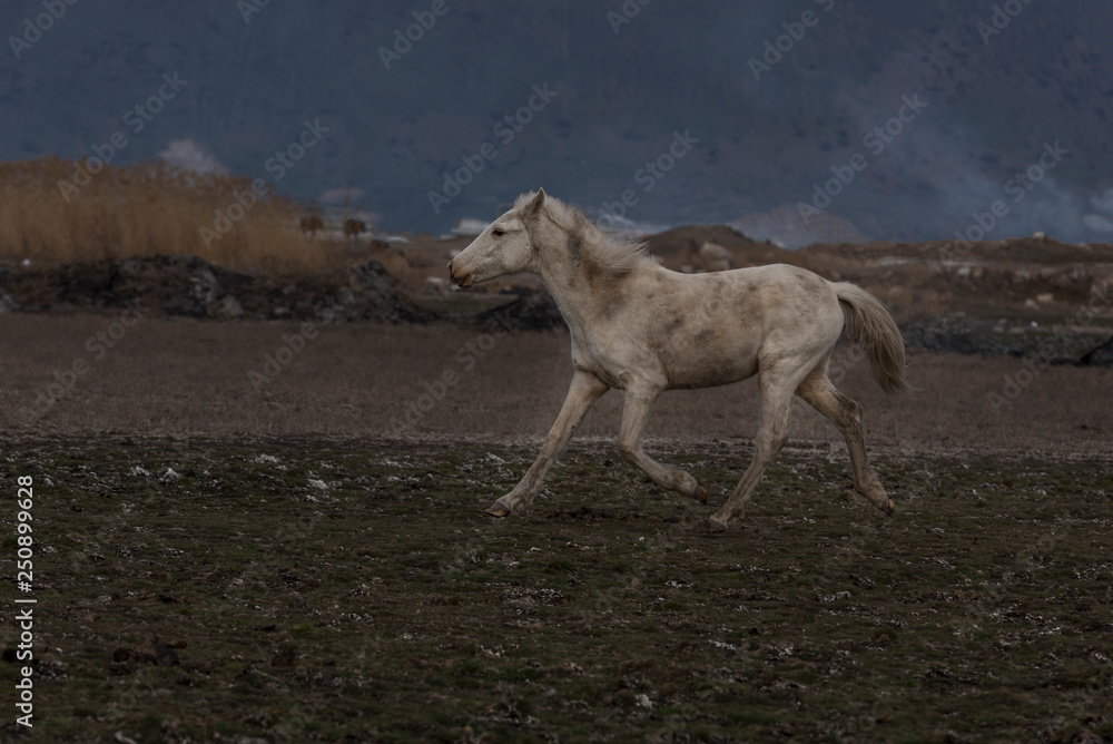 the old horses run out of lake, freedom the old horses run out of lake, freedom